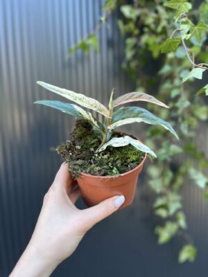 Ficus Sagittata ‘Pink Variegata’