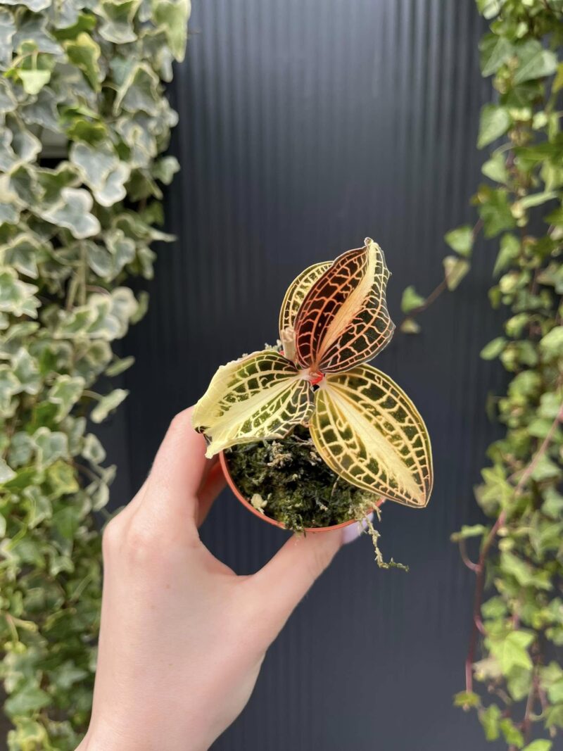 Storczyk Jubilerski Anoectochilus sunstone jewel orchid