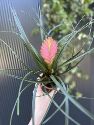 tillandsia cyanea anita