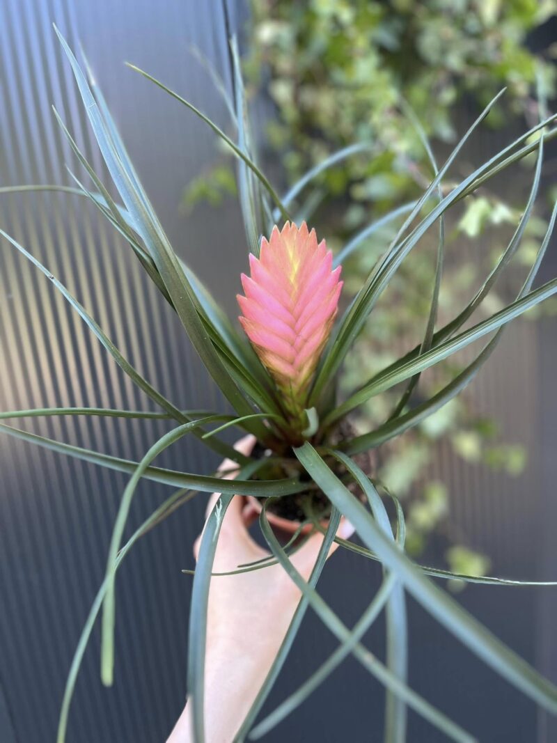 tillandsia cyanea anita