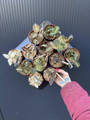 Storczyk Jubilerski Anoectochilus sunstone jewel orchid