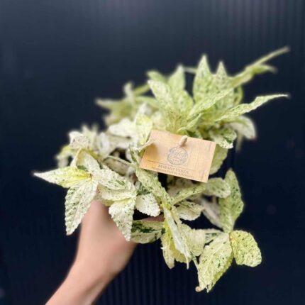 Pellionia Repens variegata