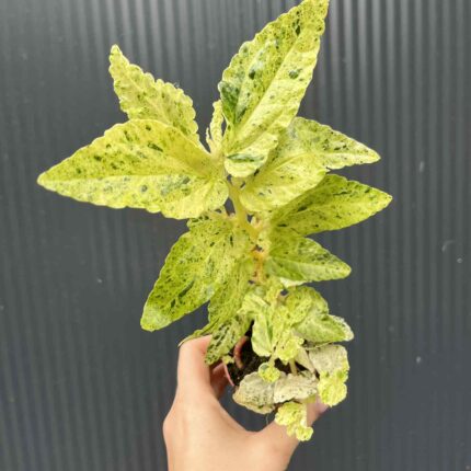 Pellionia Repens variegata