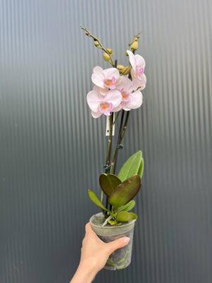 phalaenopsis manta ambon | Storczyk