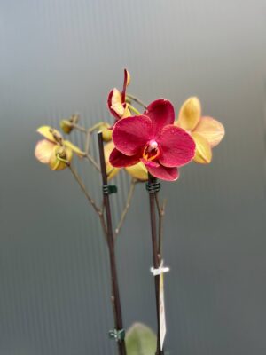 Phalaenopsis ‘Ola’| Storczyk