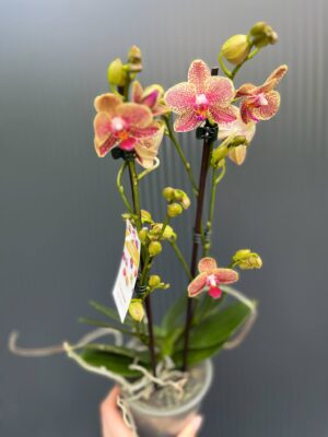 Phalaenopsis ‘Pikachu’ | Storczyk