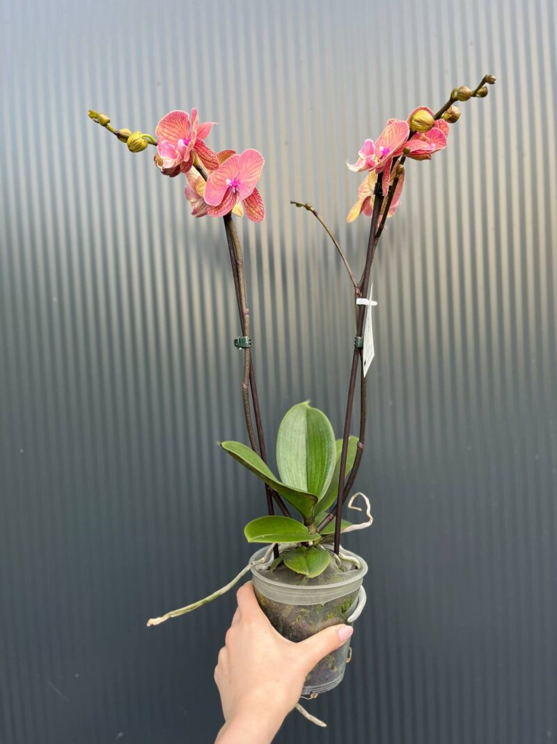 Doritaenopsis | Storczyk