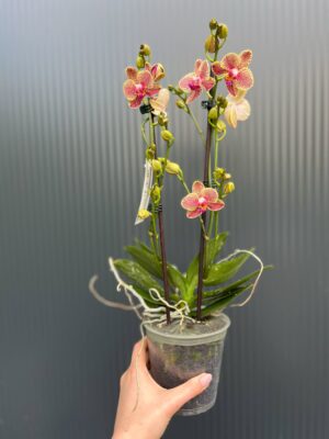 Phalaenopsis ‘Pikachu’ | Storczyk