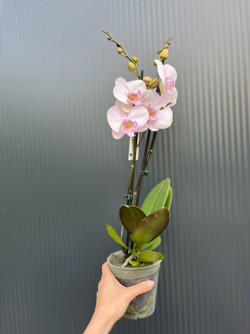 phalaenopsis manta ambon | Storczyk