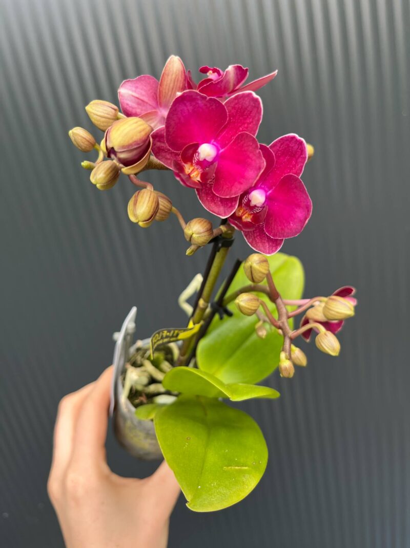 phalaenopsis kongo | Storczyk
