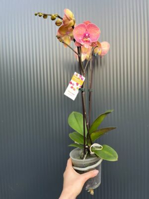 Doritaenopsis | Storczyk