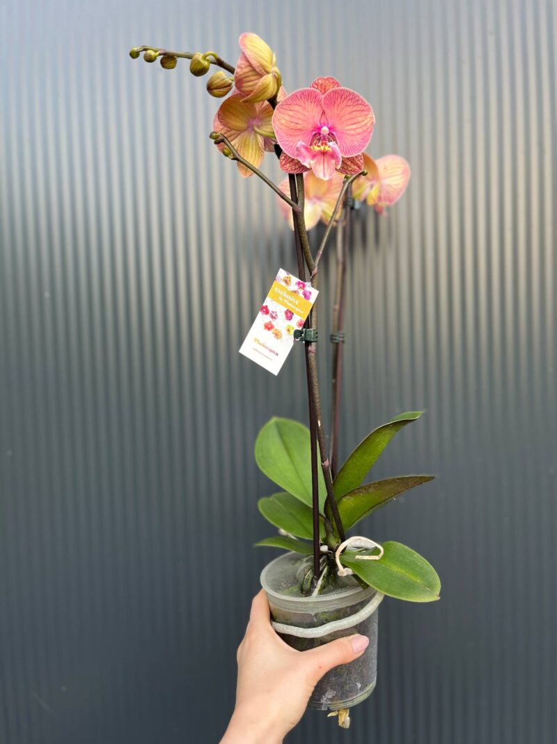 Doritaenopsis | Storczyk