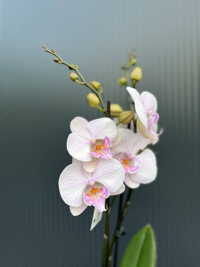 phalaenopsis manta ambon | Storczyk