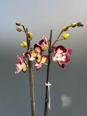 Phalaenopsis Tinkerbell’s Kizz | Storczyk