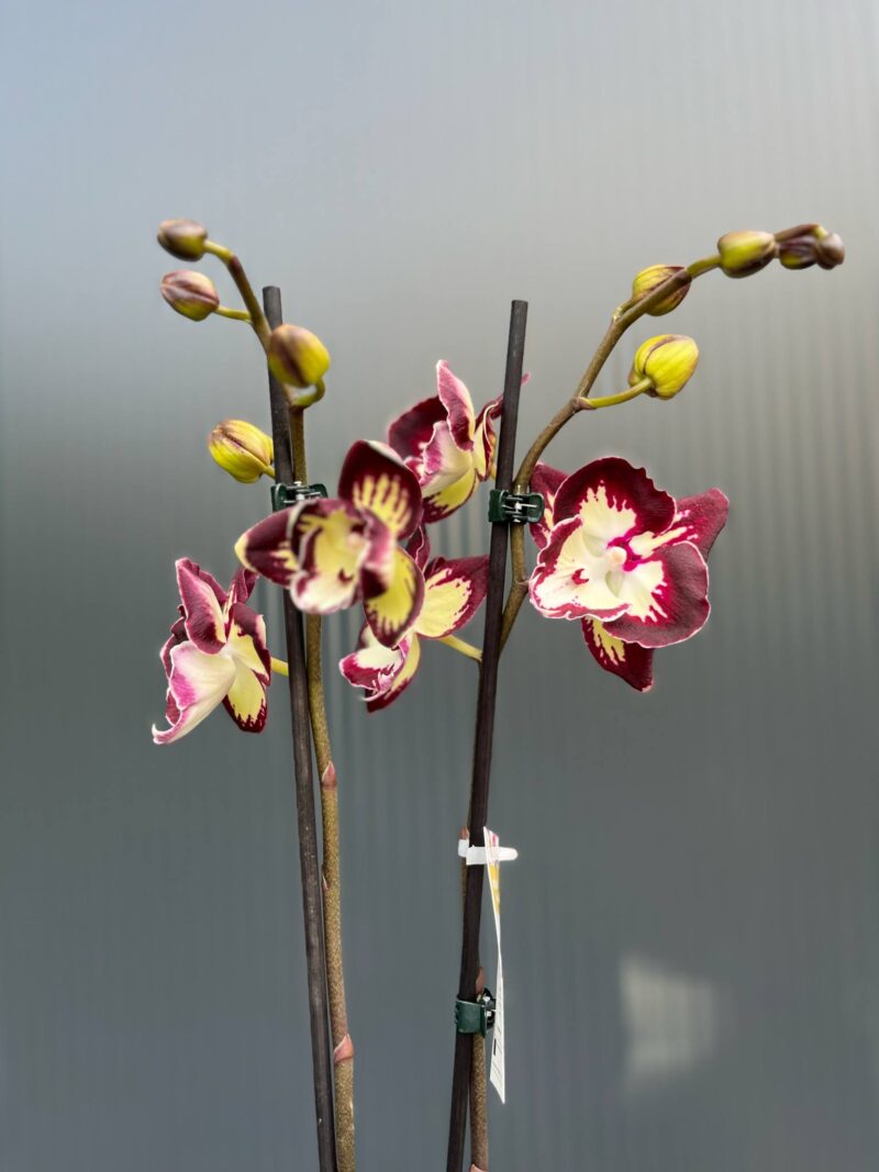 Phalaenopsis Tinkerbell’s Kizz | Storczyk