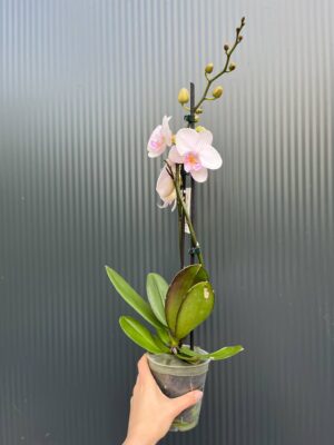 phalaenopsis manta ambon | Storczyk