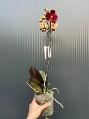 Phalaenopsis ‘Ola’| Storczyk
