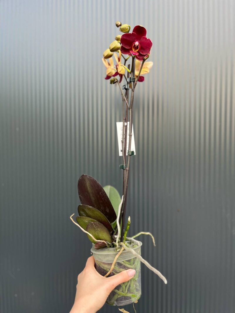 Phalaenopsis ‘Ola’| Storczyk