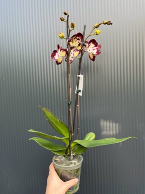 Phalaenopsis Tinkerbell’s Kizz | Storczyk