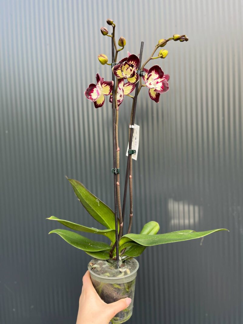 Phalaenopsis Tinkerbell’s Kizz | Storczyk