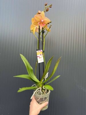 Phalaenopsis Phoenix | Storczyk