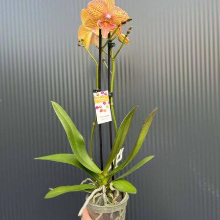 Phalaenopsis Phoenix | Storczyk
