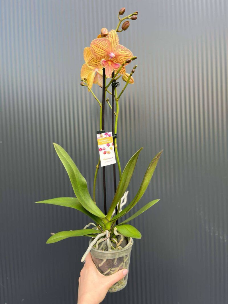 Phalaenopsis Phoenix | Storczyk