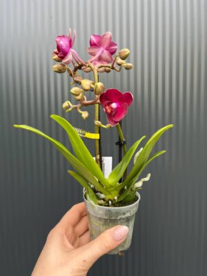 phalaenopsis kongo | Storczyk