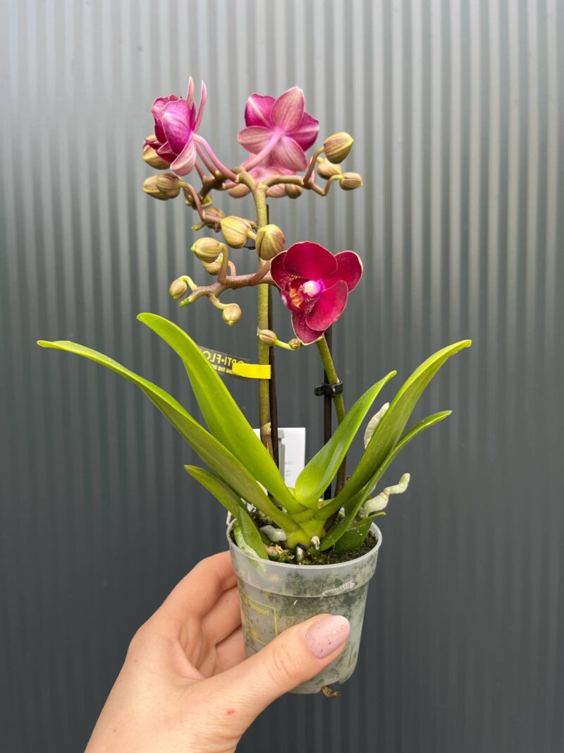 phalaenopsis kongo | Storczyk
