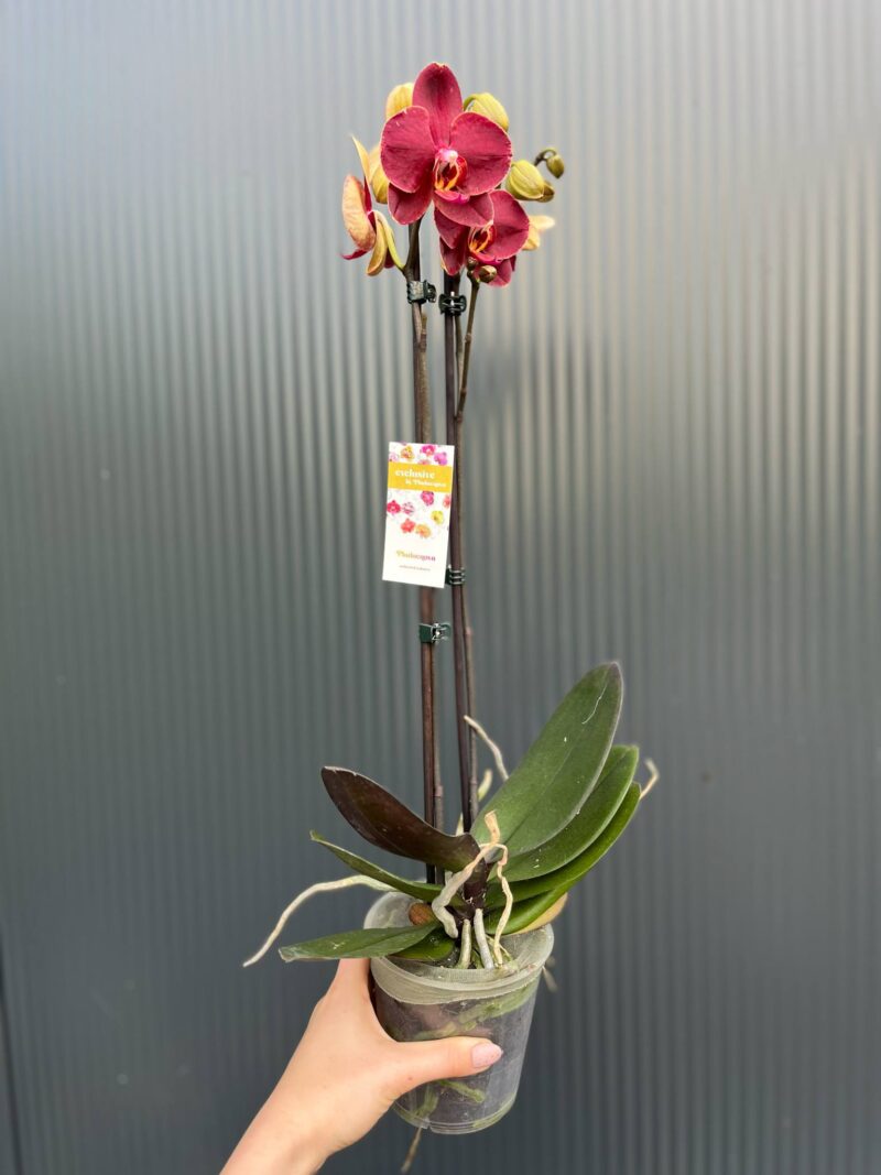 Phalaenopsis ‘Ola’| Storczyk
