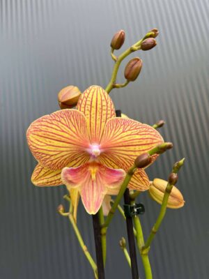 Phalaenopsis Phoenix | Storczyk