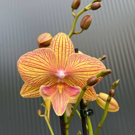 Phalaenopsis Phoenix | Storczyk