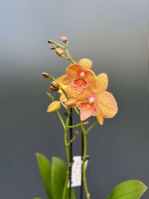 Phalaenopsis Phoenix | Storczyk
