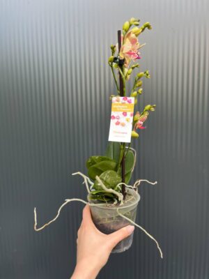 Phalaenopsis ‘Pikachu’ | Storczyk