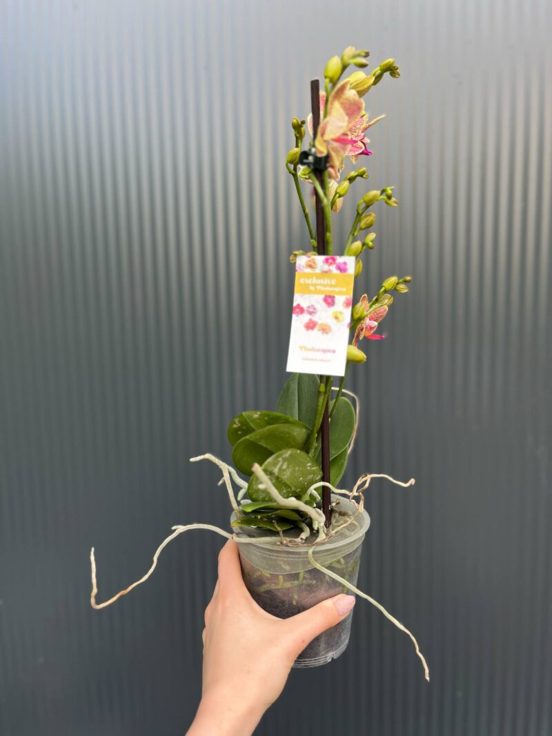 Phalaenopsis ‘Pikachu’ | Storczyk