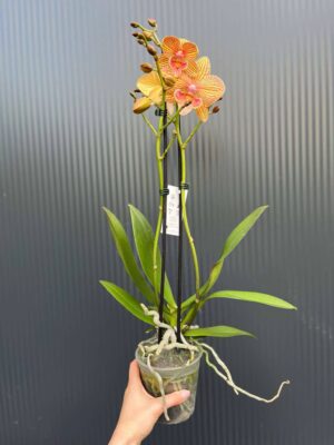 Phalaenopsis Phoenix | Storczyk