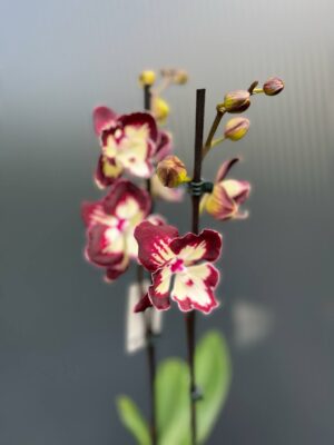 Phalaenopsis Tinkerbell’s Kizz | Storczyk