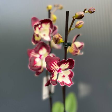 Phalaenopsis Tinkerbell’s Kizz | Storczyk