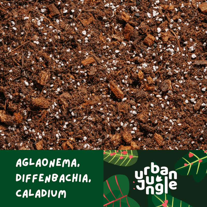 Podłoże Do Aglaonemy, Diffenbachii, Caladium, Bigos, Ziemia Urban Jungle