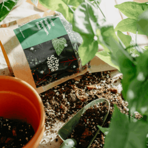 Podłoże Do Begonii, Syngonium, Fiołka, Bigos, Ziemia Urban Jungle