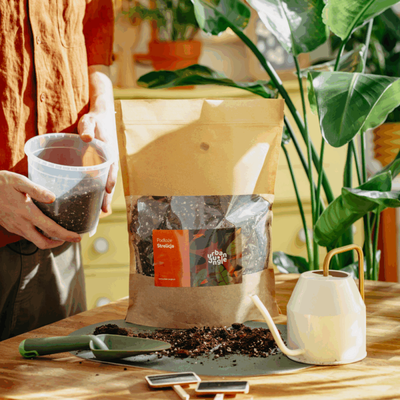 Podłoże Do Strelicji, Bigos, Ziemia Urban Jungle