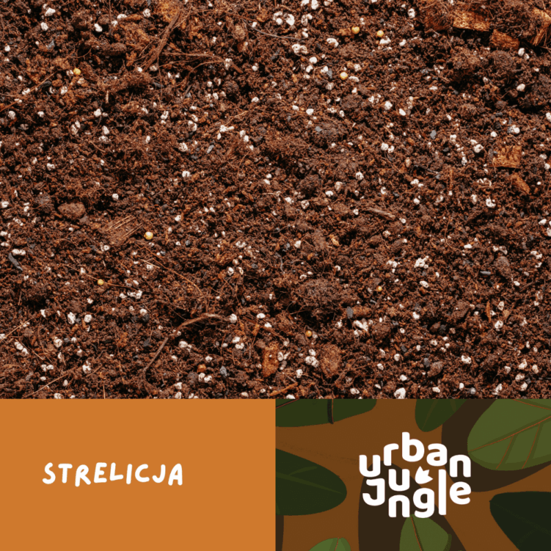 Podłoże Do Strelicji, Bigos, Ziemia Urban Jungle