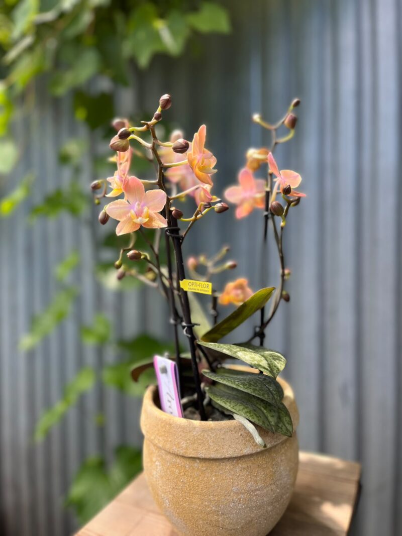 Phalaenopsis Scention – Pachnący Storczyk