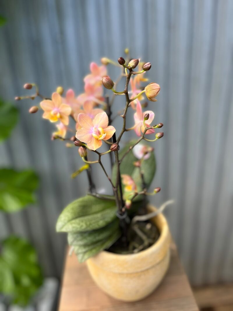 Phalaenopsis Scention – Pachnący Storczyk