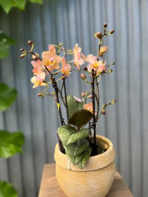 Phalaenopsis Scention – Pachnący Storczyk