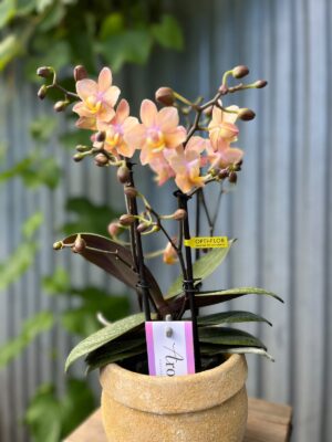 Phalaenopsis Scention – Pachnący Storczyk