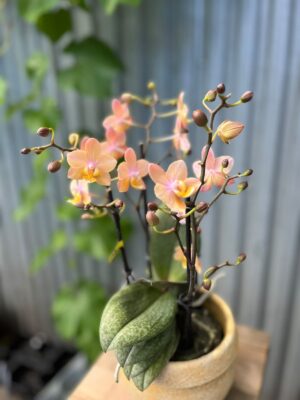 Phalaenopsis Scention – Pachnący Storczyk