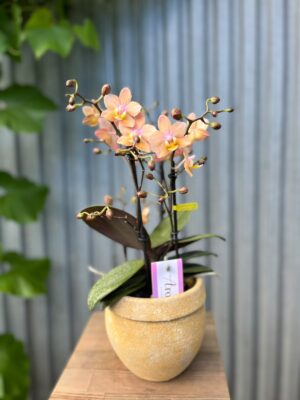 Phalaenopsis Scention – Pachnący Storczyk