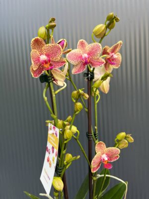 Phalaenopsis ‘Pikachu’ | Storczyk