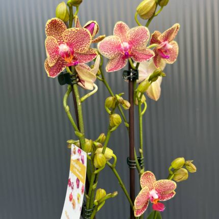 Phalaenopsis ‘Pikachu’ | Storczyk